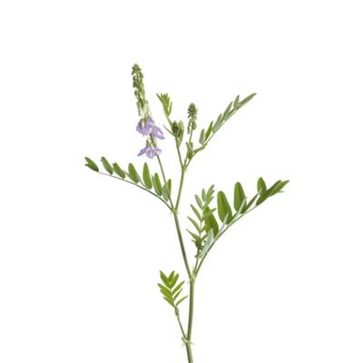 Teinture mère ou extrait de plantes Galega Officinalis-Gallega officinalis BIO