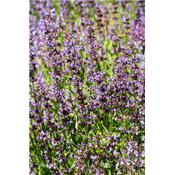 Teinture mère ou extrait de plantes Salvia Officinalis-Sauge officinale BIO