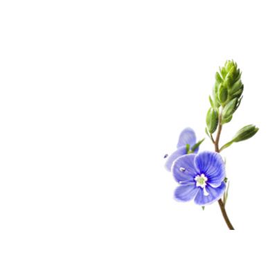 Teinture mère ou extrait de plantes Veronica Officinalis-Véronique officinale BIO