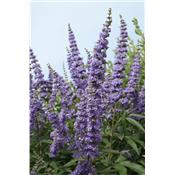 Teinture mère ou extrait de plantes Vitex Agnus Castus-Gattilier BIO