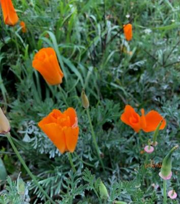 Eschscholtzia -  Eschscholtzia californica 