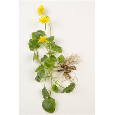 Teinture mère ou extrait de plantes Ficaria Ranunculoides-Ficaire fausse renoncule BIO