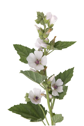 Guimauve officinale BIO