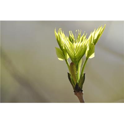 Macérat glycériné de bourgeons Fagus sylvatica - Hêtre BIO