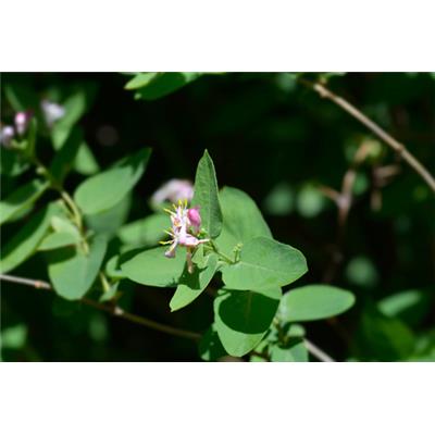 Macérat glycériné de bourgeons Lonicera nigra - Chèvrefeuille noir BIO