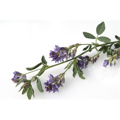 Teinture mère ou extrait de plantes Medicago Sativa-Luzerne cultivée BIO 