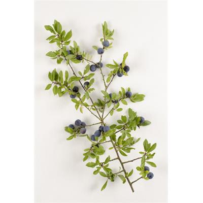 Teinture mère ou extrait de plantes Prunus Spinosa-Epine noire prunellier BIO