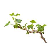 Macérat glycériné de bourgeons Ribes Nigrum-Cassis BIO