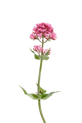 Valériane officinale BIO** - Valeriana officinalis