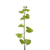 Teinture mère ou extrait de plantes Alliaria Officinalis-Alliaire officinale BIO