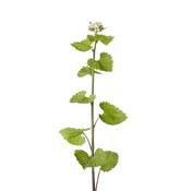 Teinture mère ou extrait de plantes Alliaria Officinalis-Alliaire officinale BIO