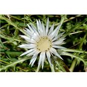 Teinture mère ou extrait de plantes Carlina Acaulis-Carline des Alpes BIO