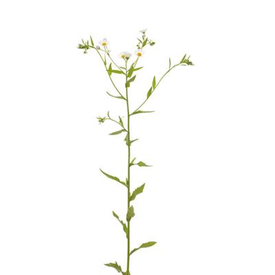 Teinture mère ou extrait de plantes Erigeron Canadensis-Erigeron du Canada BIO