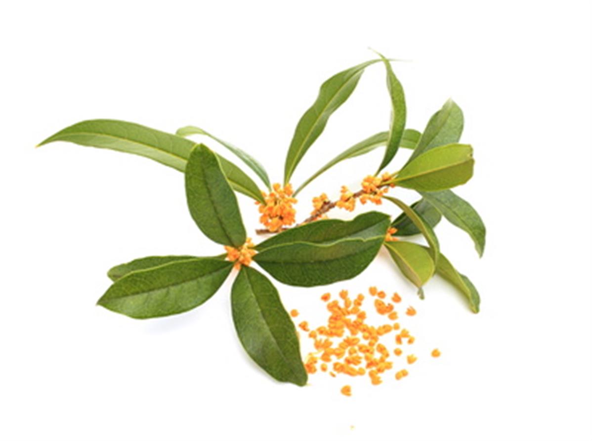 Huile essentielle Oranger petit grain (feuilles) BIO Phyto Extract ...