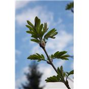 Macérat glycériné de bourgeons Sorbus domestica-Sorbier BIO