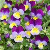 Teinture mère ou extrait de plantes Viola Tricolor Arvensis-Pensée sauvage BIO
