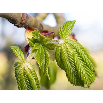 Macérat glycériné de bourgeons Castanea Vesca-Châtaignier BIO