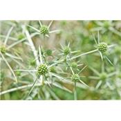 Teinture mère ou extrait de plantes Eryngium Campestre-Chardon rolland BIO