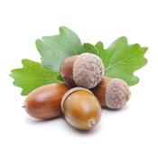 Macérat glycériné de bourgeons Quercus Robur-Chêne BIO