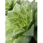 Teinture mère ou extrait de plantes Sempervivum Tectorum-Joubarbe des toits BIO