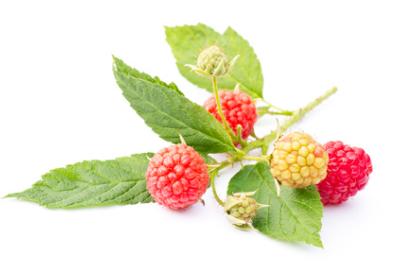 Framboisier - Rubus idaeus