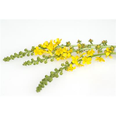 Teinture mère ou extrait de plantes Agrimonia Eupatoria-Aigremoine eupatoire BIO