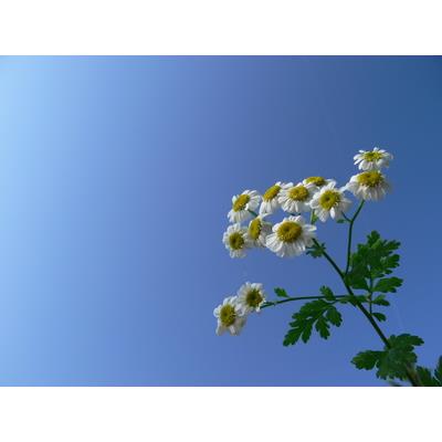 Teinture mère ou extrait de plantes Anthemis Nobilis-Camomille romaine BIO