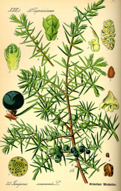  Genévrier commun - Juniperus communis