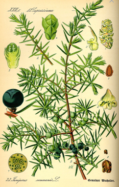  Genvrier commun - Juniperus communis