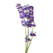 Huile essentielle Lavande officinale BIO-Lavandula officinalis BIO