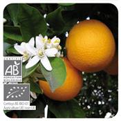 Huile essentielle Orange douce (zeste) Bio 
