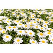 Teinture mère ou extrait de plantes Bellis Perennis-Pâquerette vivace BIO