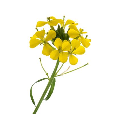 Teinture mère ou Extrait de plantes Erysimum officinale-Sisymbre BIO