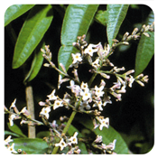 Huile essentielle Verveine citronnée-Lippia citriodora