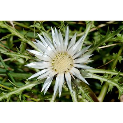 Teinture mère ou extrait de plantes Carlina Acaulis-Carline des Alpes BIO