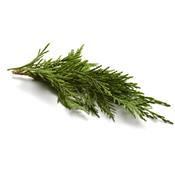 Teinture mère ou extrait de plantes Cupressus Sempervirens-Cyprès toujours vert BIO