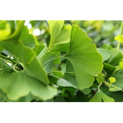 Macérat glycériné de bourgeons Ginkgo Biloba-Ginkgo BIO