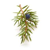 Teinture mère ou extrait de plantes Juniperus Communis-Genevrier commun BIO