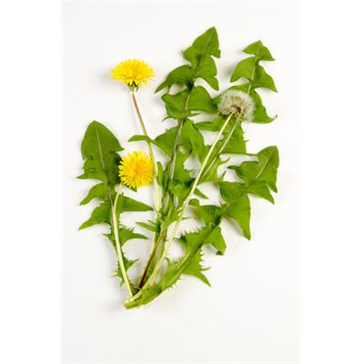 Teinture mère ou extrait de plantes Taraxacum Dens Leonis-Pissenlit dent de lion BIO