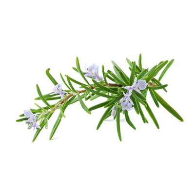 Teinture mère ou extrait de plantes Rosmarinus Officinalis-Romarin officinal BIO