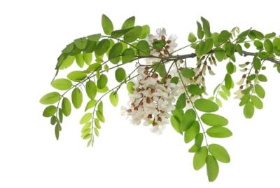 Teinture mère ou extrait de plantes Robinia pseudoacacia-Robinier BIO