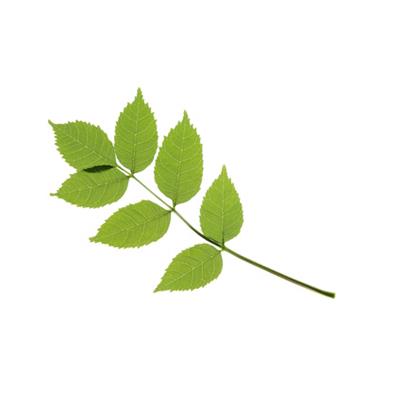 Teinture mère ou extrait de plantes Fraxinus Excelsior-Frêne élevé BIO