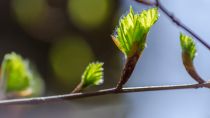 Macrts glycrins de bourgeons 1 D BIO Phyto Extract