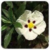 Huile essentielle Ciste ladanifère BIO-Cistus ladaniferus ct pinene BIO