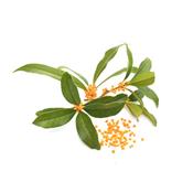 Huile essentielle Oranger petit grain (feuilles) BIO-Citrus aurantium sinensis folium BIO 