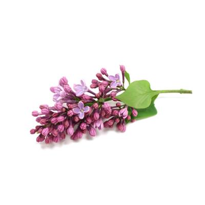 Macérat glycériné de bourgeons Syringa Vulgaris-Lilas BIO 