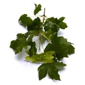 Macérat glycériné de bourgeons Acer Campestris-Erable champêtre BIO