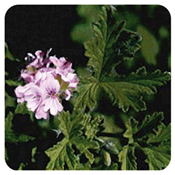 Huile essentielle Géranium-Pelargonium