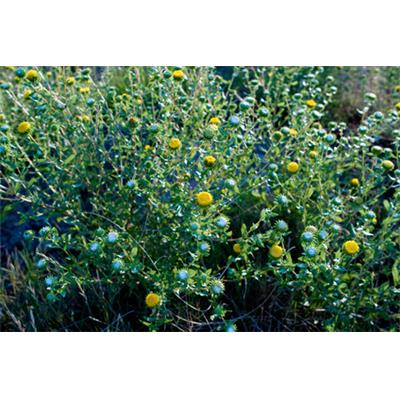 Teinture mère ou extrait de plantes Grindelia Robusta-Grindélia BIO