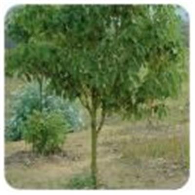 Huile essentielle Ravintsara BIO-Cinnamomum camphora ct cineole BIO